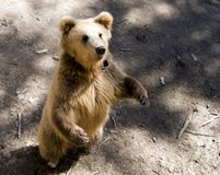 "Три медведя"