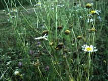 цветы, Прохорова А.П.