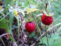 ягоды, Прохорова А.П.