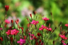 Ирина Филатова