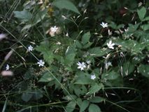 цветы, Прохорова А.П.