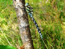 Виктор Смольков