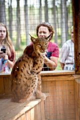 "Три медведя"