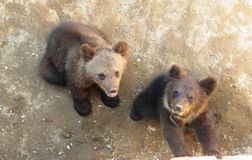 Зоокомплекс "Три медведя", Лебедева А.О.