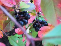 ягоды, Прохорова А.П.