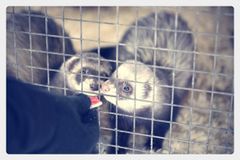 Зоокомплекс "Три медведя"