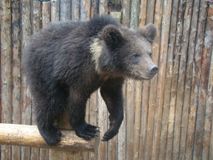 Зоокомплекс "Три медведя"