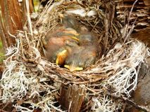 Виктор Смольков