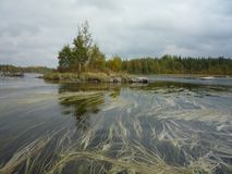 Виктор Смольков