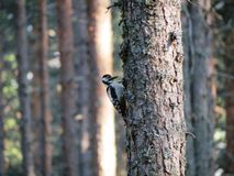 дятел, Прохорова А.П.