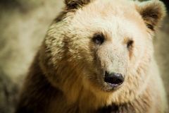 Зоокомплекс "Три медведя"