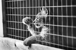 "Три медведя"