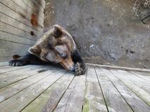 Зоокомплекс "Три медведя", Лебедева А.О.