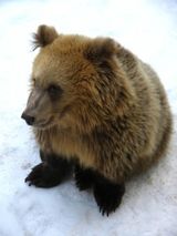 "Три медведя"