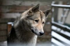 Зоокомплекс "Три медведя"