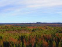 лес, Прохорова Е.П.