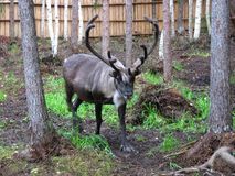 "Три медведя"