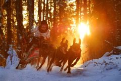 "Double Dream", Шамуков Руслан