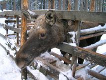 "Три медведя"