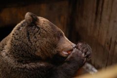 Зоокомплекс "Три медведя"