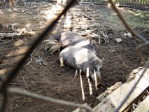 Зоокомплекс "Три медведя", Лебедева А.О.