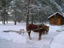 Зимой в деревне