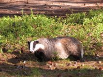 Зоокомплекс "Три медведя", Лебедева А.О.