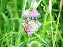 бабочка, Прохорова А.П.