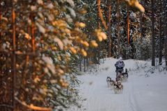 "Double Dream", Шамуков Руслан