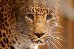 Зоокомплекс "Три медведя"