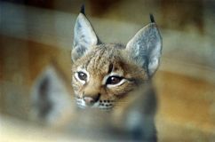 "Три медведя"