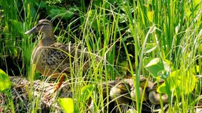 Роман Царицын