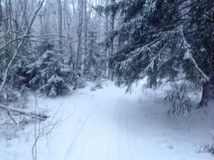 Первый снег