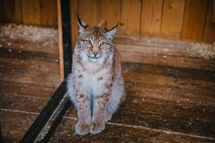 Зоокомплекс "Три медведя"