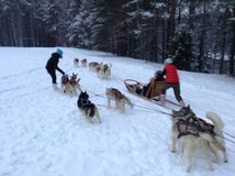 Катание на собачьих упряжках