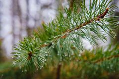 Красоты Карелии