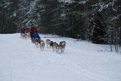Катание на собачьих упряжках