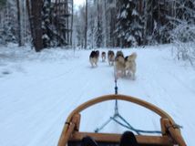 Катание на собачьих упряжках