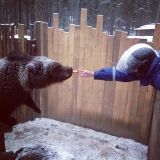 Зоокомплекс Три медведя