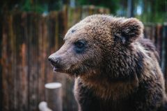 Зоокомплекс "Три медведя"