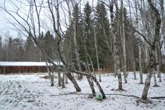 Карельские березы в заподведнике Кивач