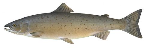 Salmo Salar (Land-locked salmon)