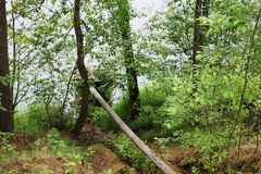 Выпуск в реку Видлица