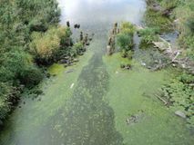 Устье реки Верхняя Седокса  - сточные воды от КОС Олонца