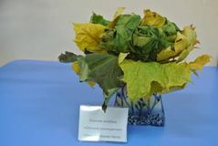 группа № 06 а "Звездочки"