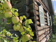 Карельский листопад