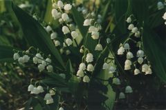 Paanayärvi National Park