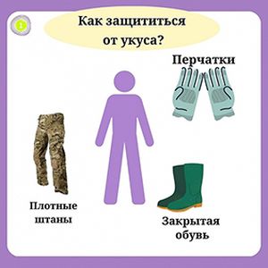 Укус змеи — опасная ситуация, требующая немедленных действий