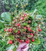 1 место - Абрамов Иван, Ягодный букет, Великовражская СШ, художественная фотография, Кобелькова Светлана Ивановна, 13 лет