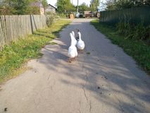 2 место - Абрамов Сергей,эге гей гали гали, художественная фотография, Занозина Марина Вячеславовна, Великовражская СШ, 13 лет